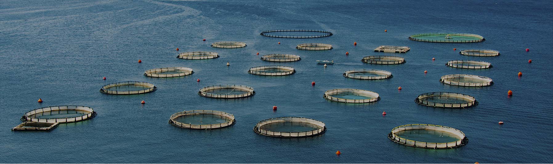 Aquaculture Jobs & Fish Farming Recruitment Agri Talent
