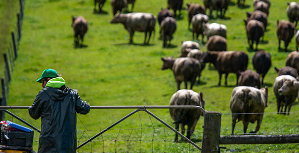 farmer closing livestock gate