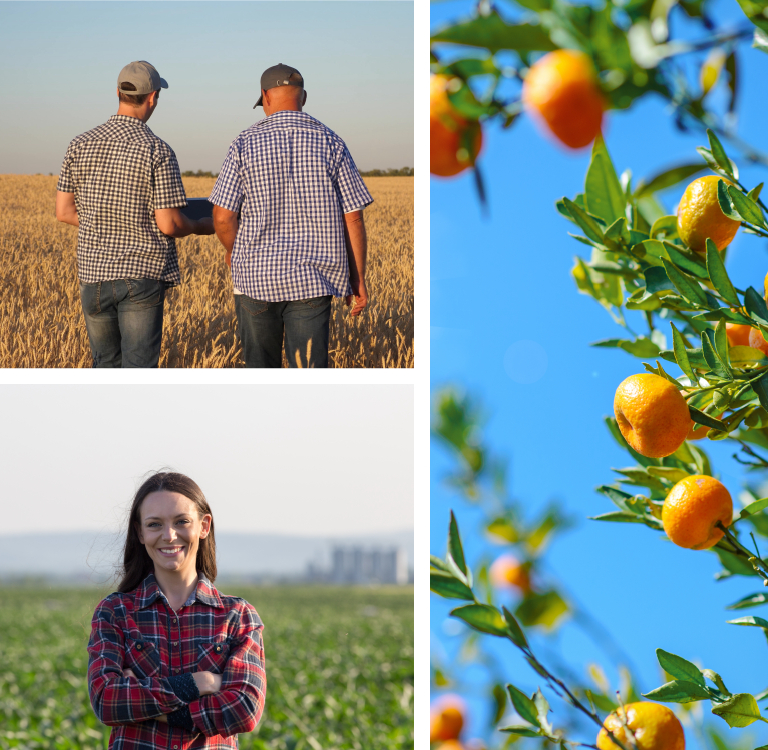 orange tree and people in a farm