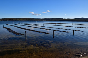 Long rows of commercial oyster leases positioned in calm coastal waters, illustrating the unique geographic and regional footprint of Australian seafood operations.