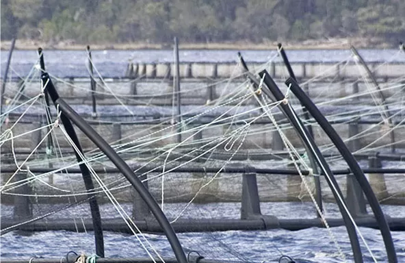 aquaculture nets