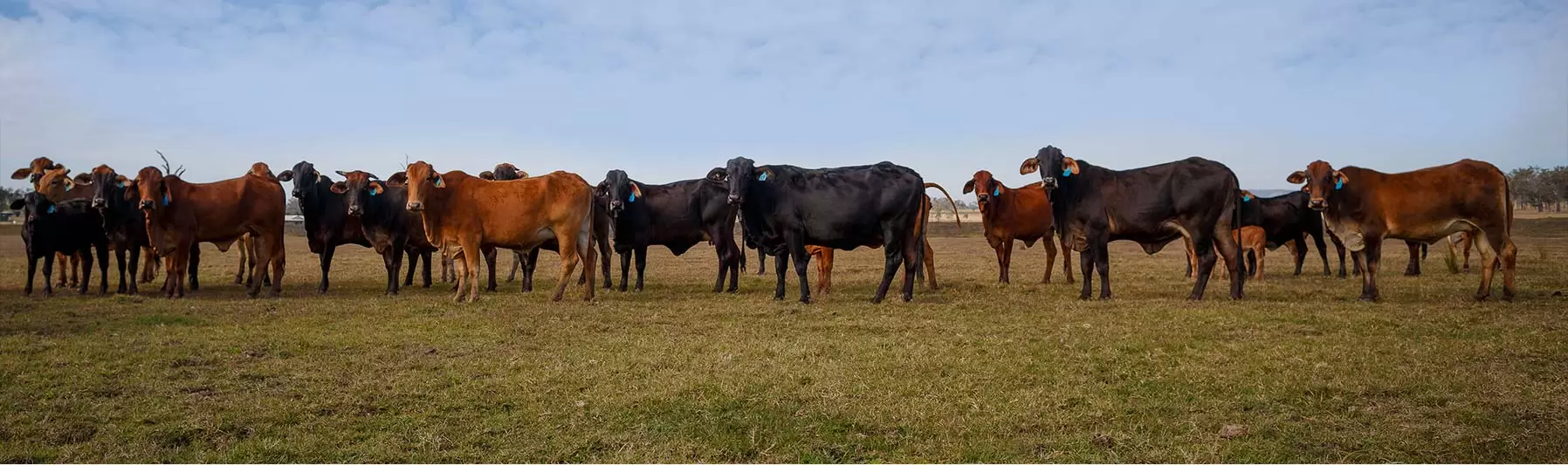 cattle in field