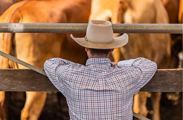 farmer overseeing cattle