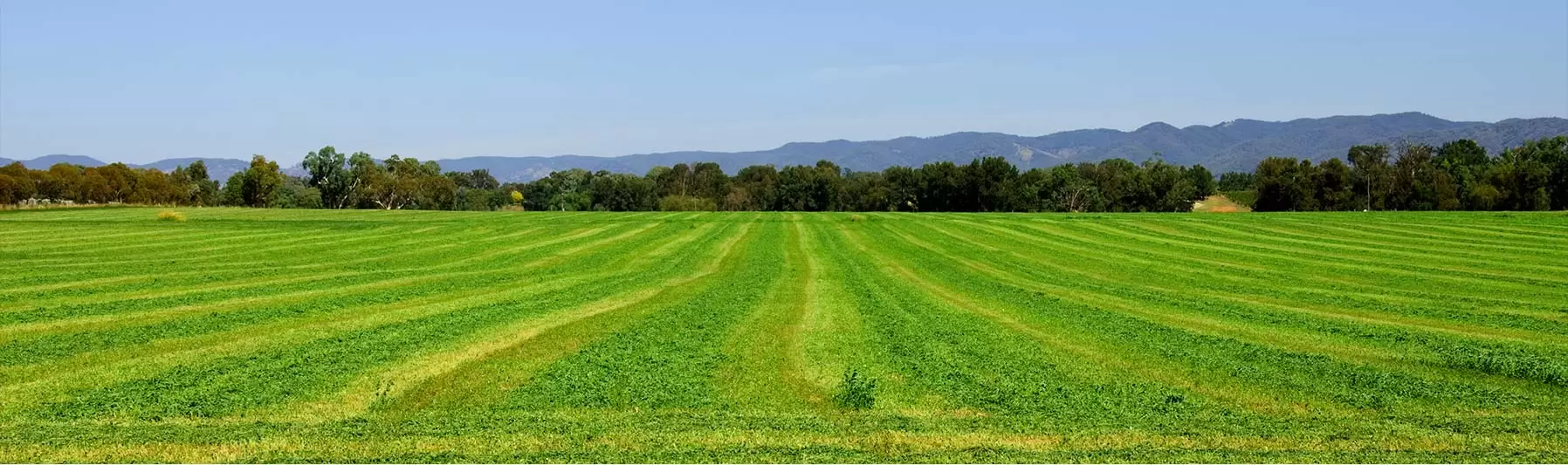 green crop field