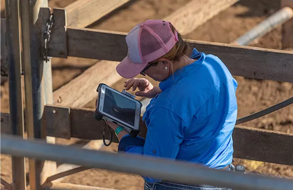 lady using tablet in paddock