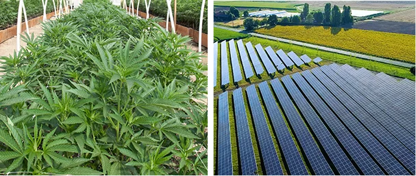 medicinal cannabis crops