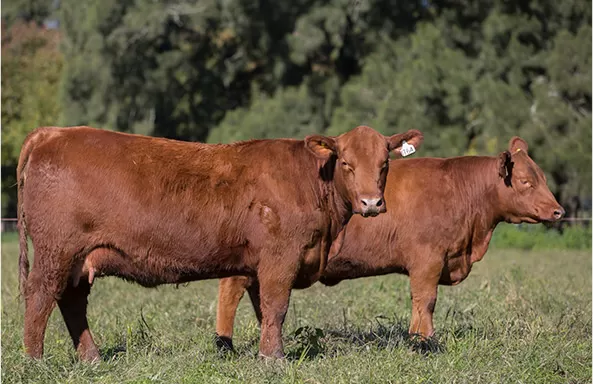 two cattle in field