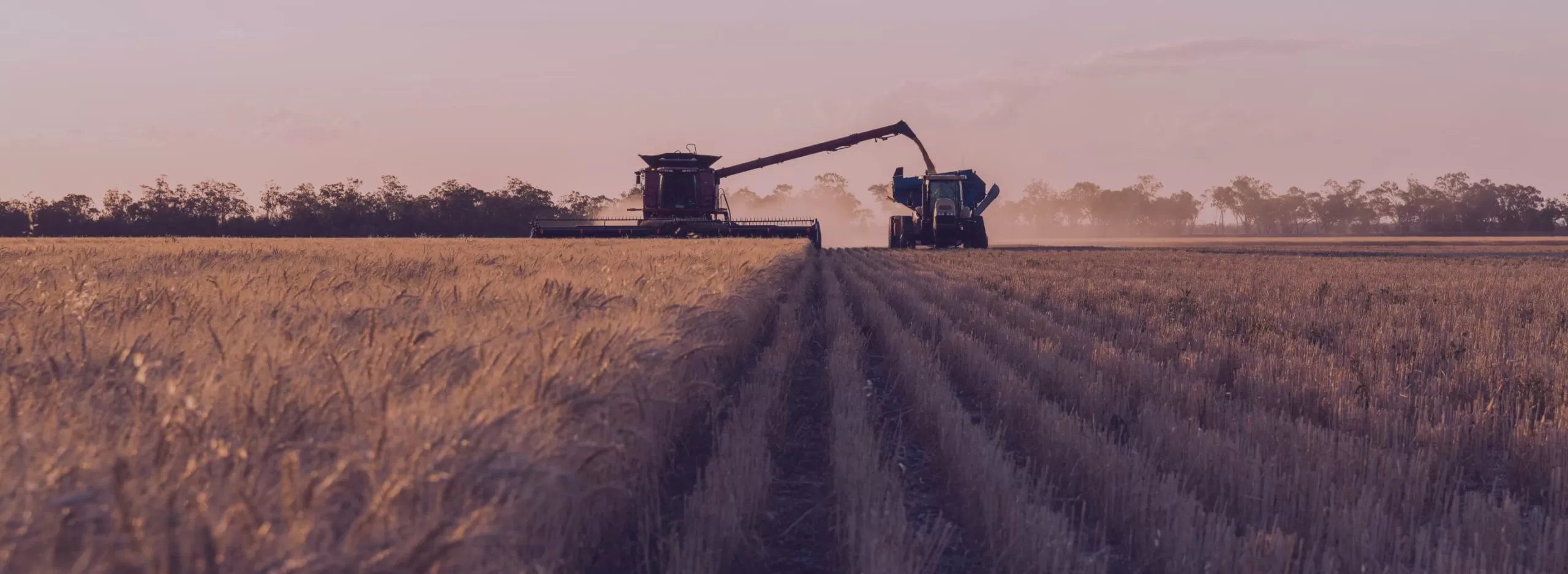 Truck Loading Grains