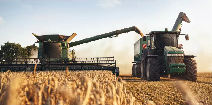 harvesting wheat