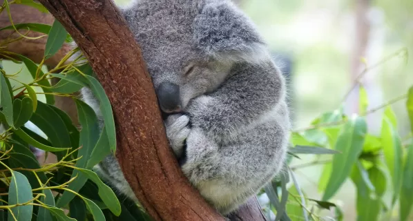 koala in tree