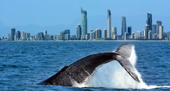 whale in ocean