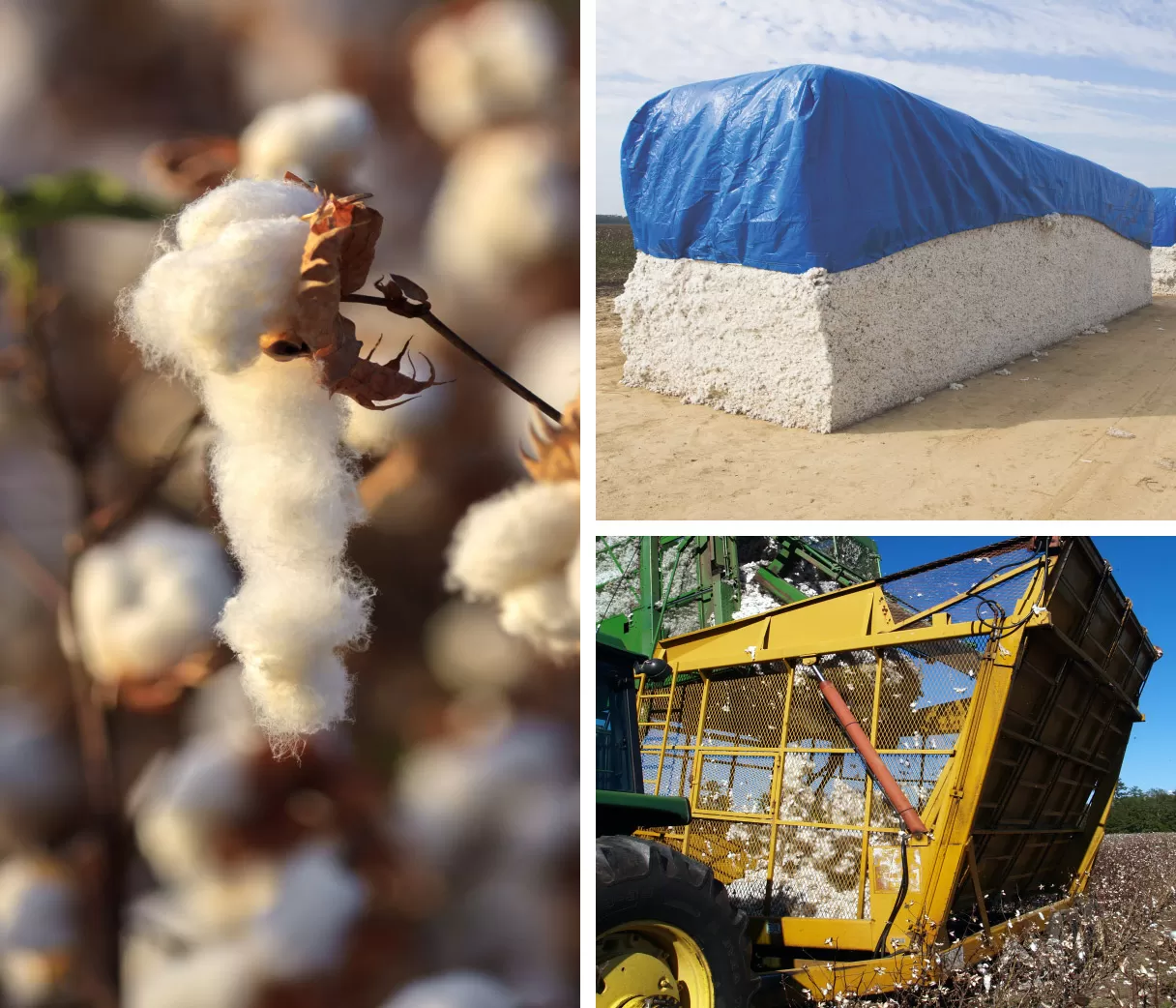 cotton harvesting