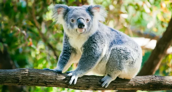 koala on tree