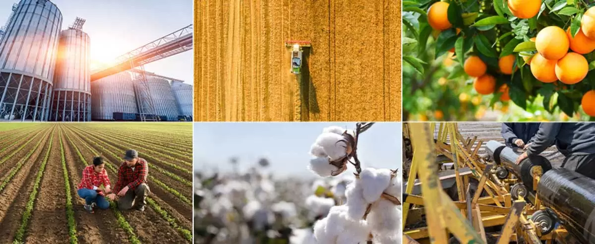 farming orange flowers