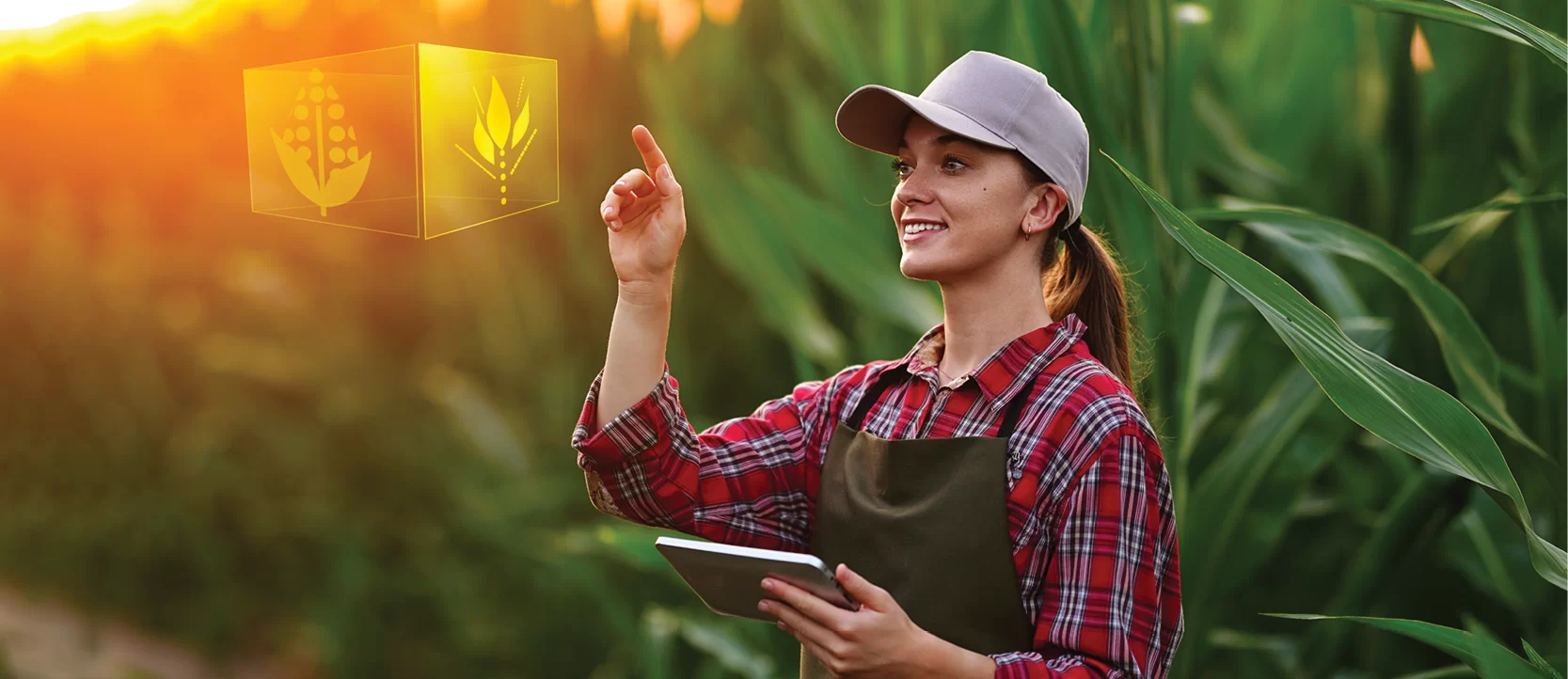 Smiling farmer in a cornfield using futuristic agricultural technology with a tablet, interacting with virtual icons. representing crops and sustainable farming. Replacement of the Temporary Skill Shortage (TSS) visa with the new Skills in Demand (SID) visa. 