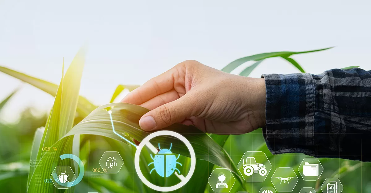 Farmer using precision agriculture software on a tablet in a broadacre wheat field, showing digital skill requirment in broadacre recruitment