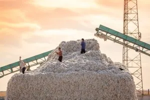 A team of agricultural workers managing a large mound of harvested cotton at a regional processing facility, highlighting the scale of workforce coordination required in the industry.